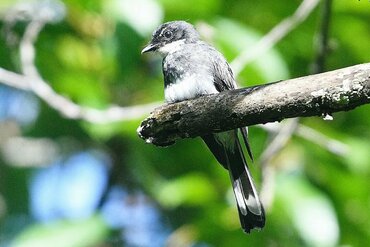Obi Fantail (Rhipidura obiensis)