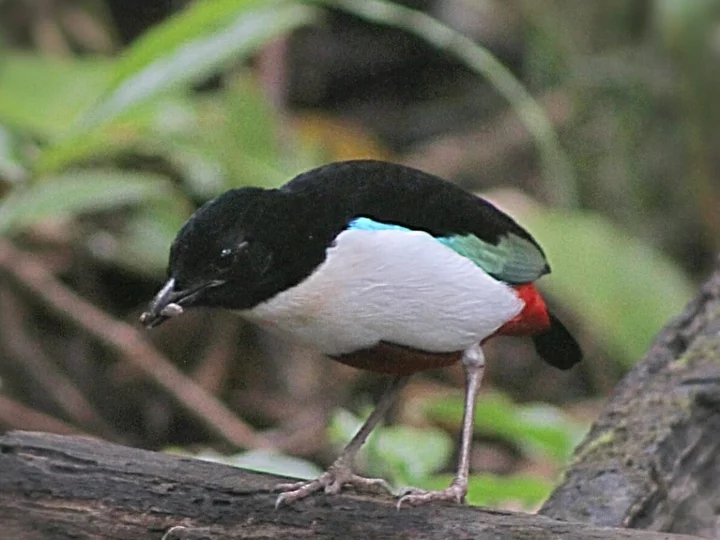 Endemic bird species: Moluccan Ivory Crested Pitta