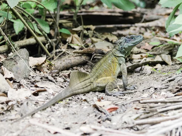  Leguan, Sali Bay Resort, Molukken