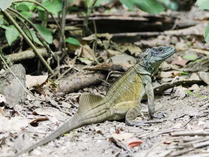 Leguan, Sali Bay Resort, Molukken