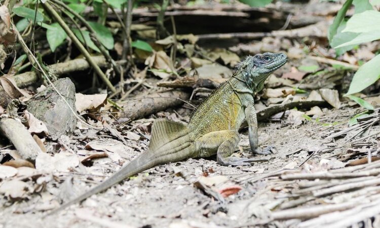  Leguan, Sali Bay Resort, Molukken