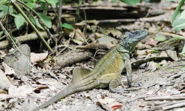 Leguan, Sali Bay Resort, Molukken