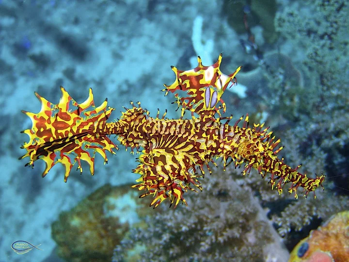 Yellow red fish near Agusta Eco Resort, Raja Ampat