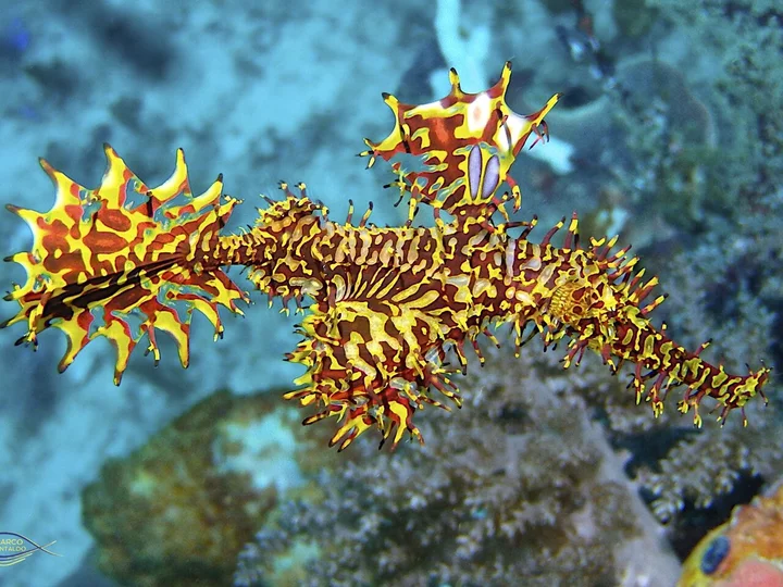 Yellow red fish near Agusta Eco Resort, Raja Ampat