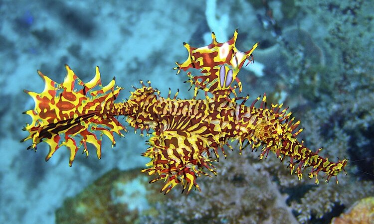 Yellow red fish near Agusta Eco Resort, Raja Ampat