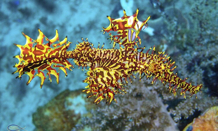 Yellow red fish near Agusta Eco Resort, Raja Ampat