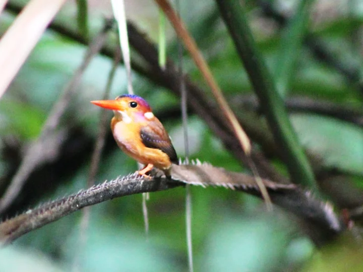 Sulawesi Dwarf Kingfisher (Ceyx fallax)
