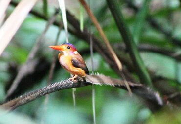 Sulawesi Dwarf Kingfisher (Ceyx fallax)
