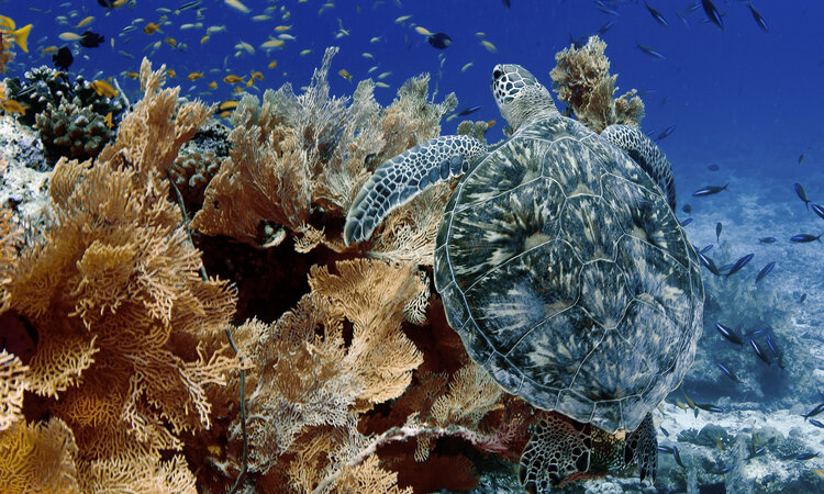 Green Turtle in Indonesia East of the Wallace Line