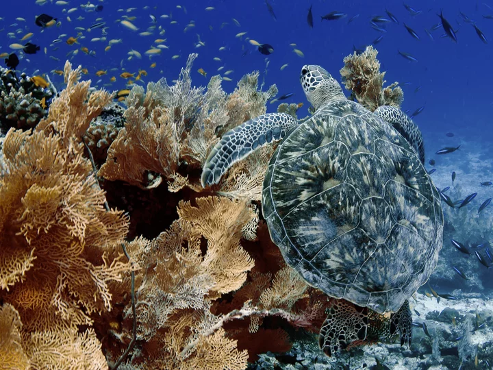 Green Turtle in Indonesien östlich der Wallace Line