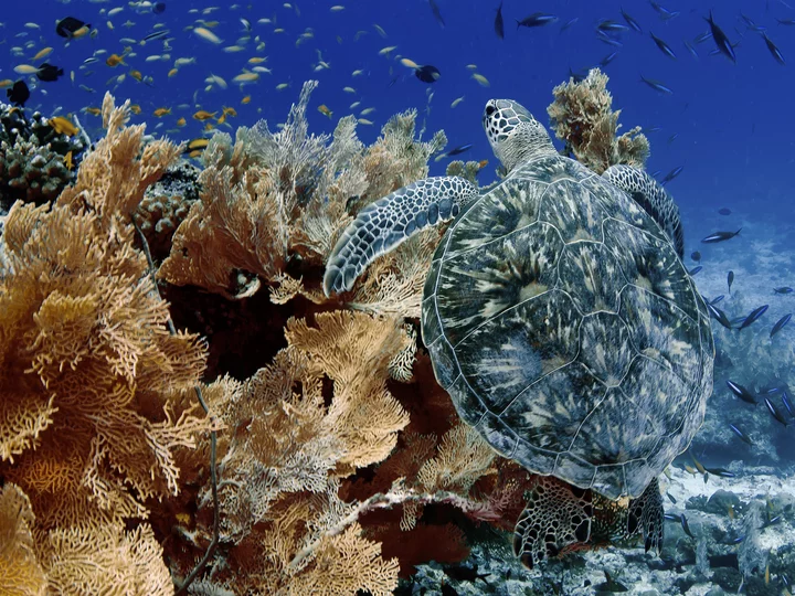 Green Turtle in Indonesia East of the Wallace Line