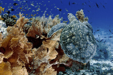 Green Turtle in Indonesien östlich der Wallace Line