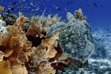 Green Turtle in Indonesia East of the Wallace Line