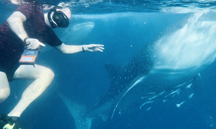 Schwimmen mit Walhaien vor der Küste Sumbawas, Sunda Inseln, Indonesien
