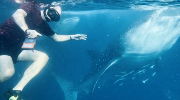Schwimmen mit Walhaien vor der Küste Sumbawas, Sunda Inseln, Indonesien