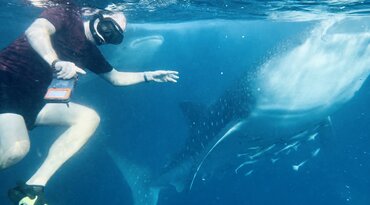 Swimming with whale sharks off the coast of Sumbawa, Sunda Islands, Indonesia