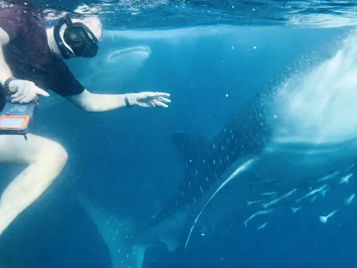 Schwimmen mit Walhaien vor der Küste Sumbawas, Sunda Inseln, Indonesien