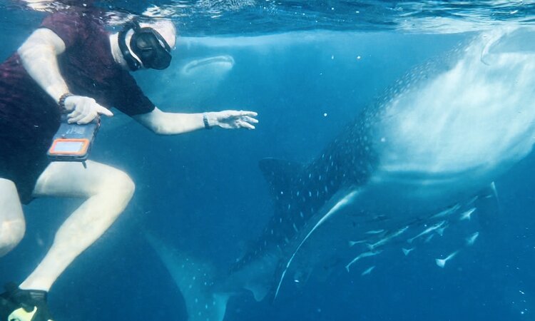 Swimming with whale sharks off the coast of Sumbawa, Sunda Islands, Indonesia