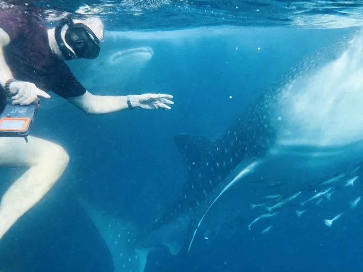 Swimming with whale sharks off the coast of Sumbawa, Sunda Islands, Indonesia