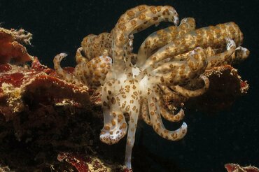 Indonesien, Korallendreieck: Weiß-braune Krake I Indonesia, Coral Triangle: White-brown octopus