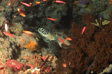 Indonesien, Korallendreieck: Meeresschildkröte I Indonesia, Coral Triangle: Sea Turtle 