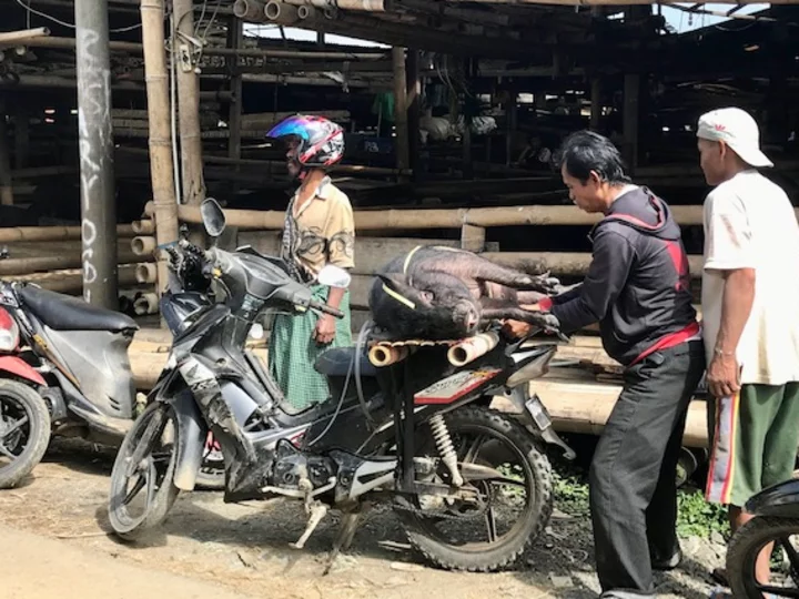 Sulawesi Toraja: Schwein wird auf Moped transportiert