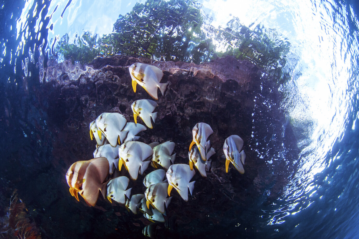 Papua Explorers Dive Resort: School of fish at reef
