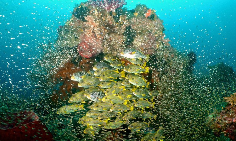  Sweetlips in front of coral near Agusta Eco Resort