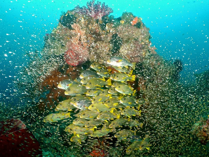  Sweetlips in front of coral near Agusta Eco Resort