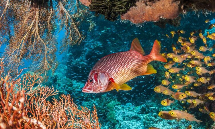 Red and white fish with school of fish in fern coral, Raja Ampat