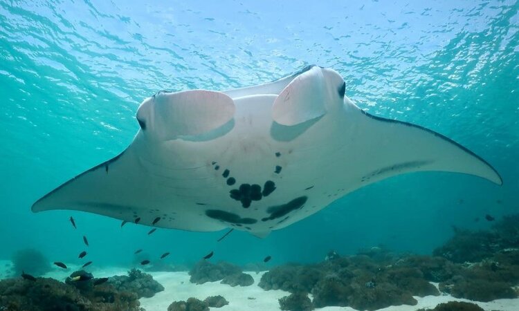  Close-up with Giant Manta: Komodo Resort, Komodo Nationalpark