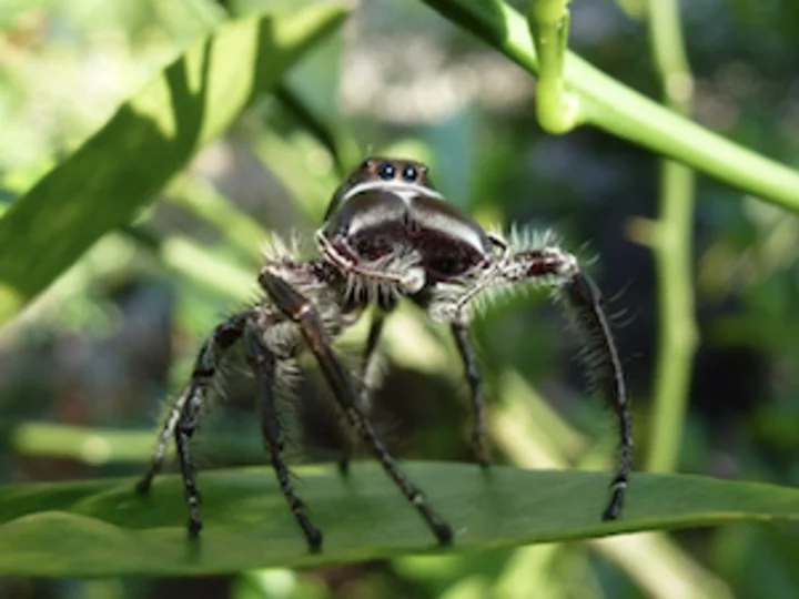  Sulawesi: Jumping Spider (Hyllus Giganteus)