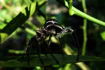 Sulawesi: Springspinne (Hyllus Giganteus)