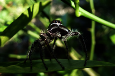  Sulawesi: Jumping Spider (Hyllus Giganteus)
