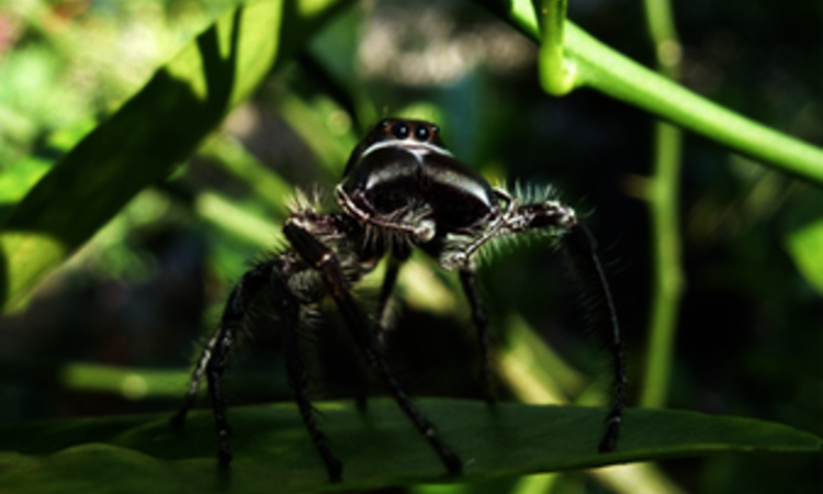  Sulawesi: Jumping Spider (Hyllus Giganteus)