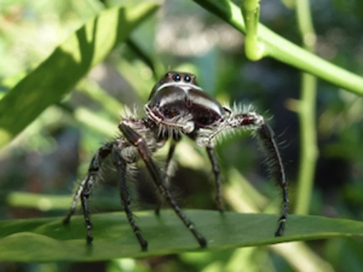 Sulawesi: Springspinne (Hyllus Giganteus)