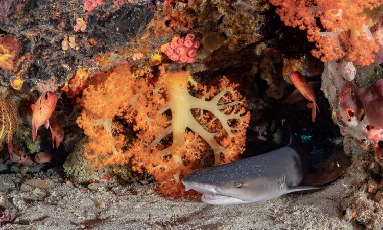 Coral Eye Marine Outpost, Bangka: Shark on the ground
