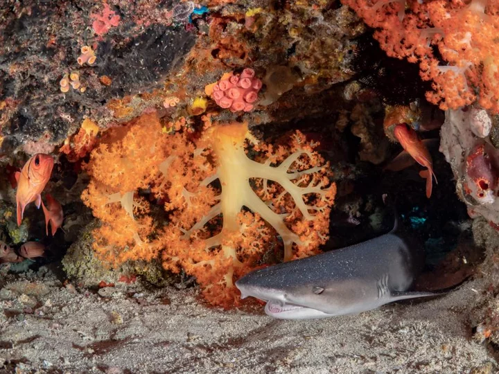Coral Eye Marine Outpost, Bangka: Shark on the ground