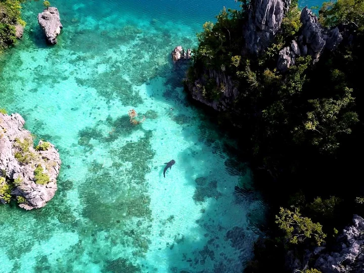Sulawesi, Sombori island: Shark in little bay