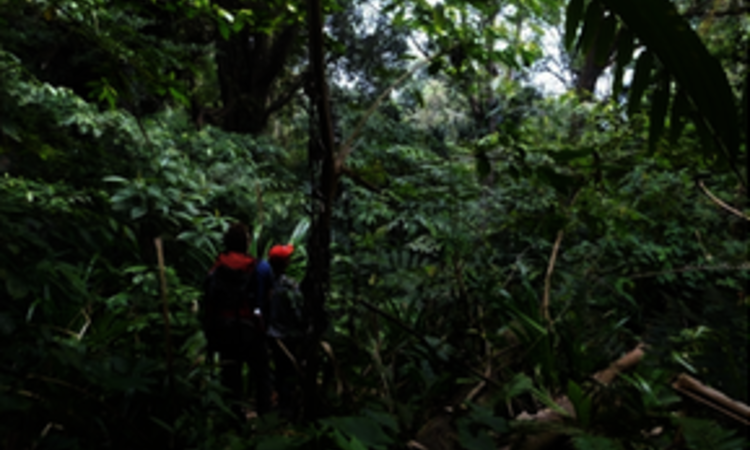 Sulawesi: Trekking im Gunung Tatawiran Dschungel