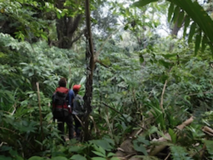  Sulawesi: Trekking in the Gunung Tatawiran Jungle