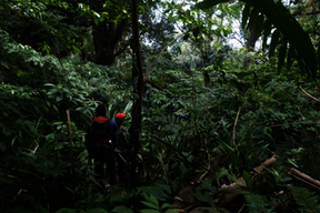  Sulawesi: Trekking in the Gunung Tatawiran Jungle