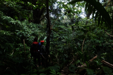 Sulawesi: Trekking im Gunung Tatawiran Dschungel