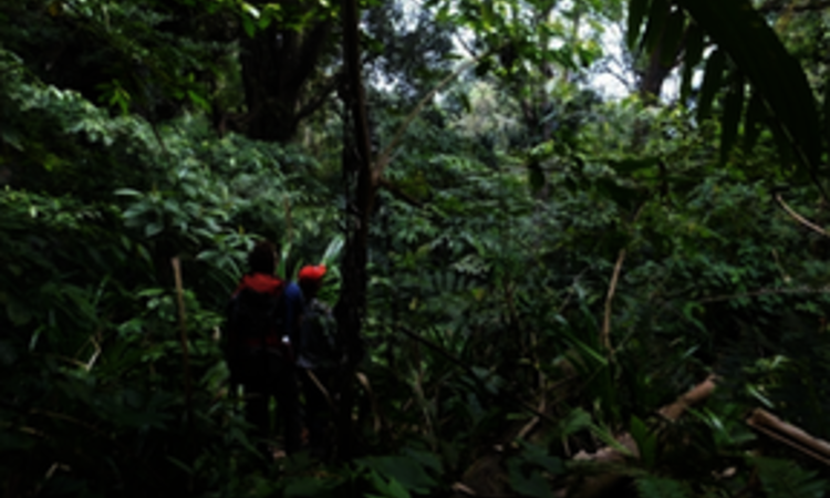  Sulawesi: Trekking in the Gunung Tatawiran Jungle