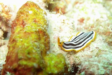 Indonesien, Korallendreieck: Schwarz-weiß-gelbe Meeresschnecke I Indonesia, Coral Triangle: Black, white and yellow sea snail