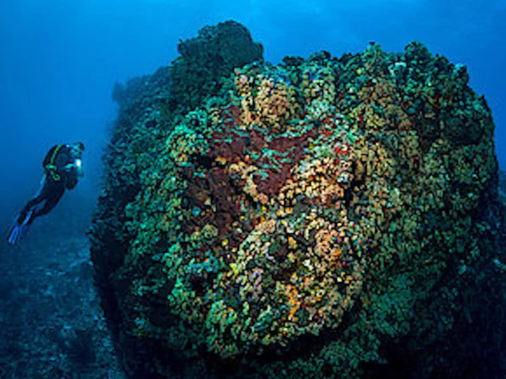  Sulawesi: Sea Souls Resort - Reef landscape