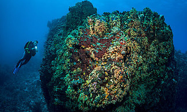  Sulawesi: Sea Souls Resort - Reef landscape