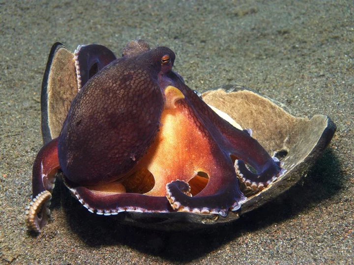 Tauchen mit Octopus im Gangga Island Resort & Spa