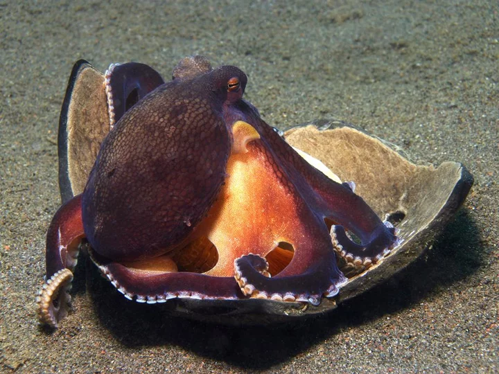 Diving with Octopus at Gangga Island Resort & Spa