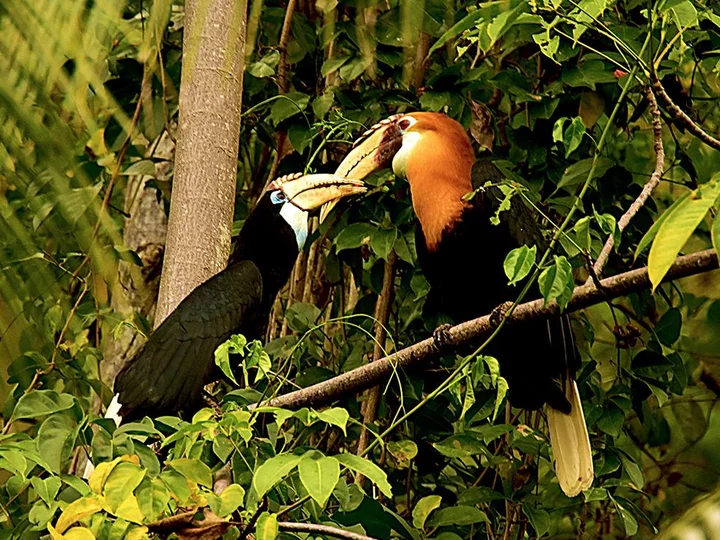 Sali Bay Resort, Molukken: Papua Hornbill im Resort